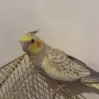 عصافير كروان