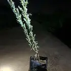 جميع انواع الشتلات