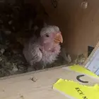 فرخ روز البينو