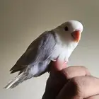 parrot