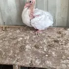 زغاليل حمام فرنسي ابيض سمان