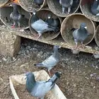 حمام هومر. ( تم البيع )