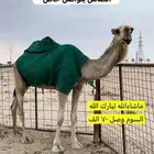 الابل