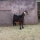 عنز دافع تم البيع