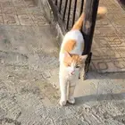 قط لقيته ضايع