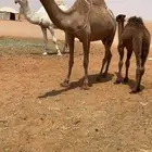 عشرا تحتها قعود
