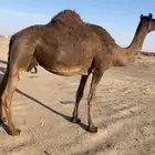 للبيع القحه ام الحليب