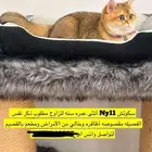 قطه سكوتش انثى للتزاوج بدون مقابل