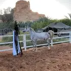 مهر واهو شيخ حفيد كيور ار مارك