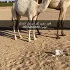 قعود كفووو للبيع يصلح فحل مستقبل