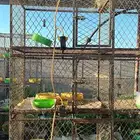 محاكر للبيع
