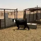 للبيع جفره ذبيحه عارضيه