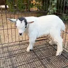 ماعز قزم ابيض