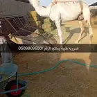 ضروبه منتج كفو البيع