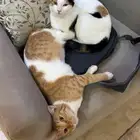 قطط انثى للتبني ( معقمه )