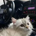 قطة شيرازية لتبني سليمه و متعلمه كل شي و لعوبه جدا