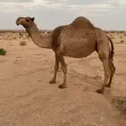 للبيع لقحه شعلا بدويه