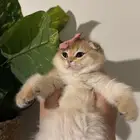 سكوتش فولد للبيع