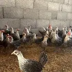 دجاج فيومي شبابي دم صافي