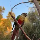 عصفور كنيور اناناس