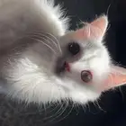 قطط