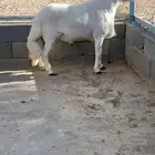 خرفان للبيع