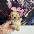 جراء توي بودل