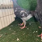 هومر بيوتي