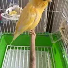 جوز كناري