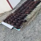 شنان تمر للبيع