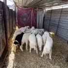 طليان مقفله شحم ضحايا
