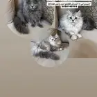 قطط للبيع