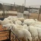 للبيع طليان جبره