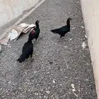 دجاج شامو حضان شرط