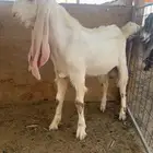 تيوس للبيع