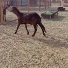 خرفان سواكن فل شحم مرابي 4 شهور
