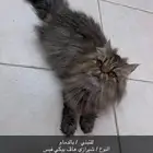 قطط للتبني