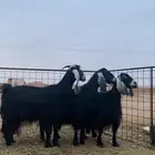 للبيع ثلاث معزا دفيع قريبه