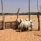 خرفان حريات