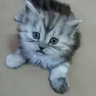 قطط للبيع شيرازي هملايا