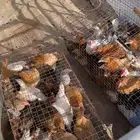 دجاج بلدي العمر 4 شهور