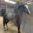 مهر عربي مزيييون