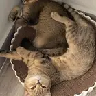 قطط للبيع