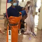 ذبائح