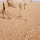 صفراء مبيوع ولدها