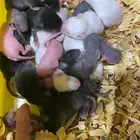 فئران مختبرات وتعليف للزواحف