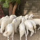 بهم تربية حري