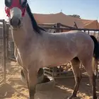 حصان شعبي