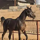 مهرة عربية فاخرة