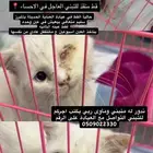 قط من قذ